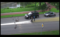 Anastasia Potemkina. Duck traffic, 2011.Video, 4'55''.