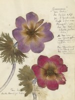Witek Orski, Meadow (After Rosa Lusxemburg's Herbarium), ink-pigment print on archival paper, 2018. Courtesy of the artist.