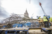 Sadzenie drzew przy Muzeum Sztuki Nowoczesnej w Warszawie na placu Defilad, fot. Marta Ejsmont (grudzień 2023).