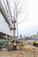 Sadzenie drzew przy Muzeum Sztuki Nowoczesnej w Warszawie na placu Defilad, fot. Marta Ejsmont (grudzień 2023).